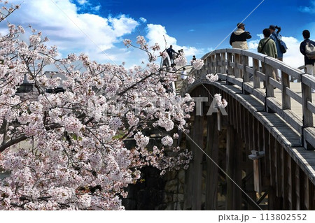 桜に包まれた橋 桜に包まれた橋 113802552