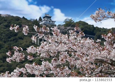 桜に囲まれた天守閣 桜に囲まれた天守閣 113802553