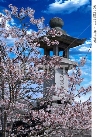 桜に囲まれた石灯籠 113802556