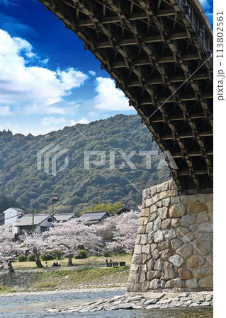 岩国市錦帯橋と桜 113802561
