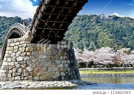 岩国市錦帯橋と桜 113802563