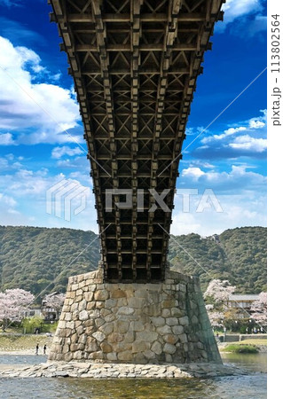 岩国市錦帯橋と桜 113802564