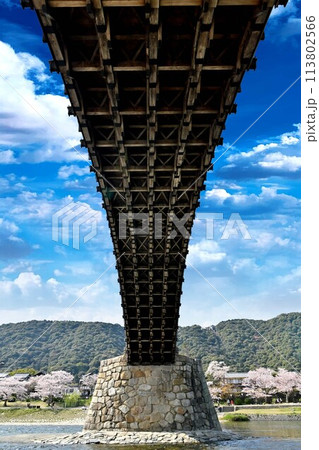 岩国市錦帯橋と桜 113802566