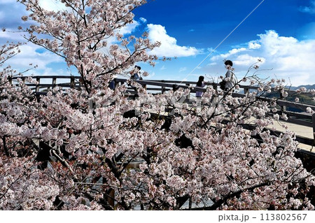 青空に映える満開の桜 113802567