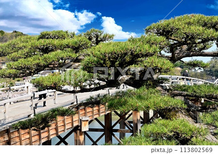 岩国市錦帯橋と槍倒し松 113802569