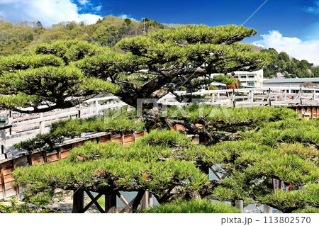 岩国市錦帯橋と槍倒し松 113802570