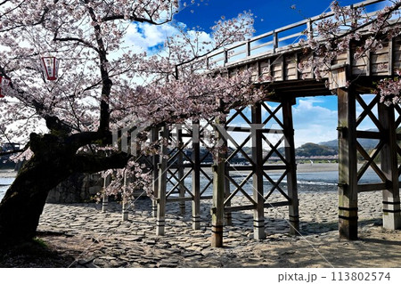 岩国市錦帯橋と桜 113802574