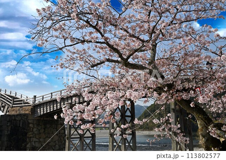 岩国市錦帯橋と桜 岩国市錦帯橋と桜 113802577