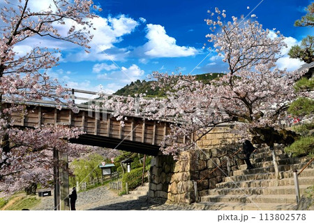 満開の桜と青い空 113802578