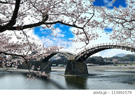 岩国市錦帯橋と桜 岩国市錦帯橋と桜 113802579