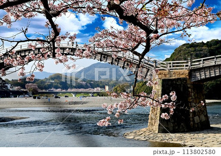 岩国市錦帯橋と桜 岩国市錦帯橋と桜 113802580
