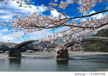 岩国市錦帯橋と桜 113802586