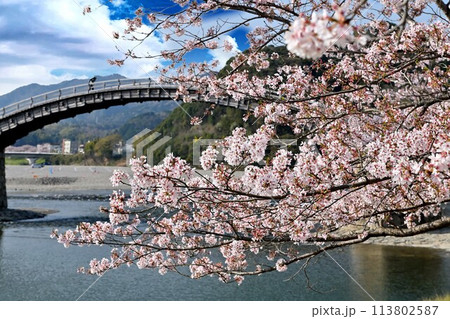 岩国市錦帯橋と桜 113802587