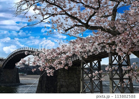 岩国市錦帯橋と桜 113802588