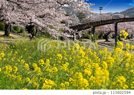 桜と菜の花のある風景 113802594