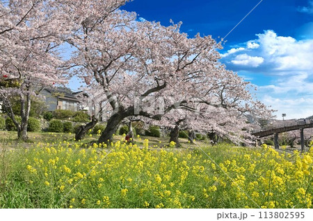 桜と菜の花のある風景 桜と菜の花のある風景 113802595