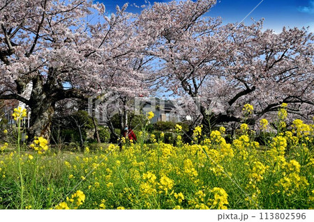 桜と菜の花と桜のある風景 113802596