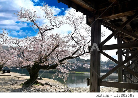 橋から見た桜 橋から見た桜 113802598