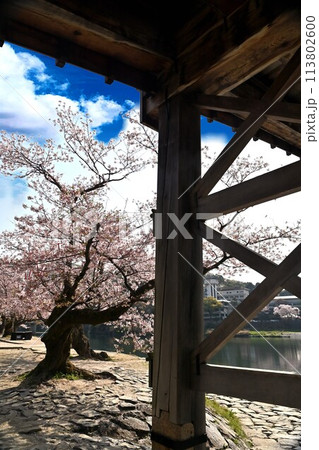 岩国市錦帯橋と桜 113802600