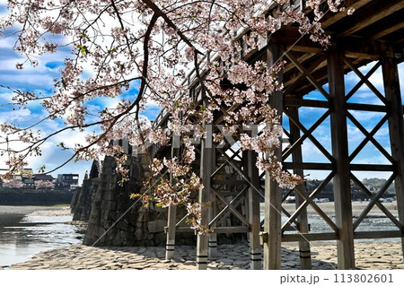 岩国市錦帯橋と桜 113802601