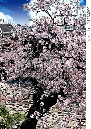 桜のある風景 113802604