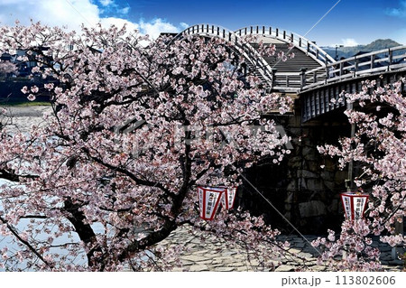 岩国市錦帯橋と桜 113802606