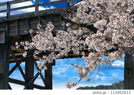 岩国市錦帯橋と桜 113802613