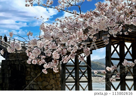 岩国市錦帯橋と桜 岩国市錦帯橋と桜 113802616