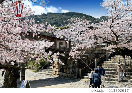 満開の桜の下で階段を登る人々 113802617