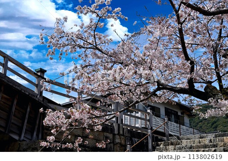 岩国市錦帯橋と桜 113802619