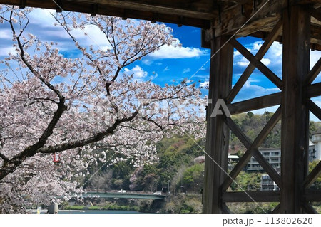岩国市錦帯橋と桜 113802620