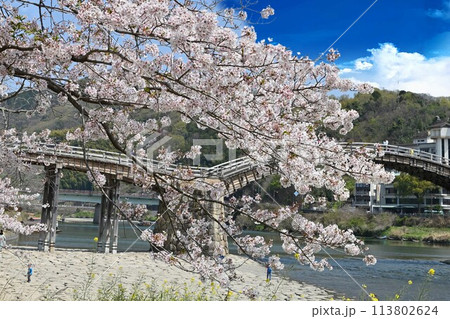 岩国市錦帯橋と桜 113802624