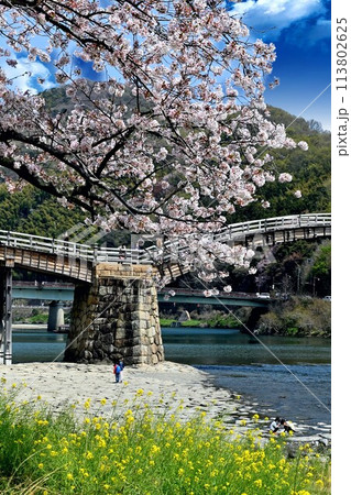 岩国市錦帯橋と桜 113802625