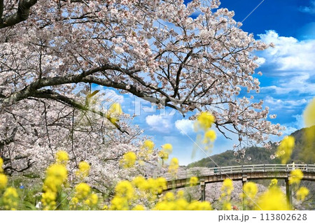岩国市錦帯橋と桜 113802628