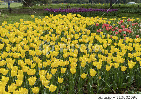 チューリップの花 113802698