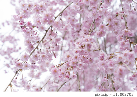 桜の花 113802703