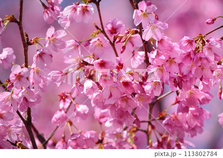 満開の桜 満開の桜 113802784