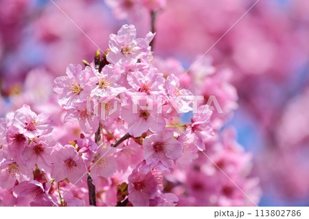 満開の桜 満開の桜 113802786