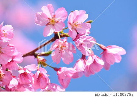 満開の桜と青空 113802788