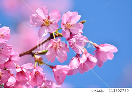 満開の桜と青空 113802789