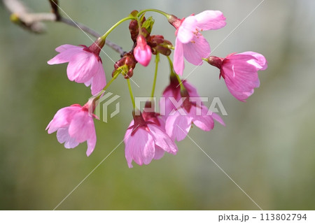 満開の桜 満開の桜 113802794