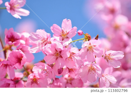 満開の桜と青空 113802796