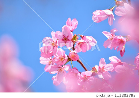 満開の桜と青空 113802798