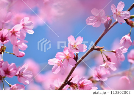 満開の桜と青空 113802802
