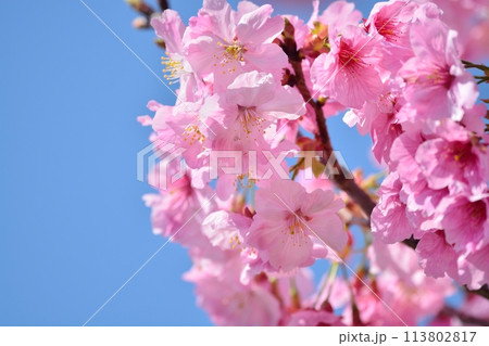 満開の桜と青空 113802817