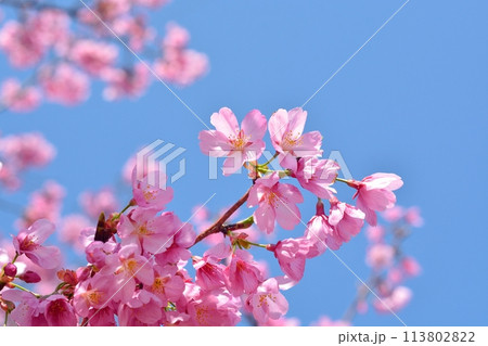 満開の桜と青空 113802822