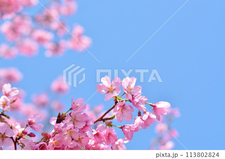 満開の桜と青空 113802824