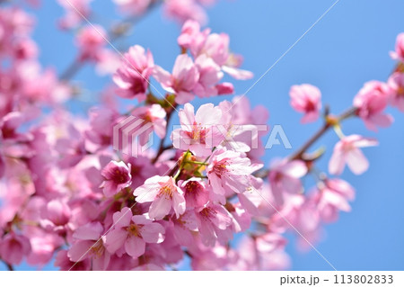 満開の桜と青空 113802833