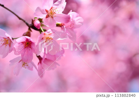 満開の桜 113802840