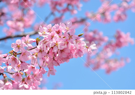 満開の桜と青空 満開の桜と青空 113802842